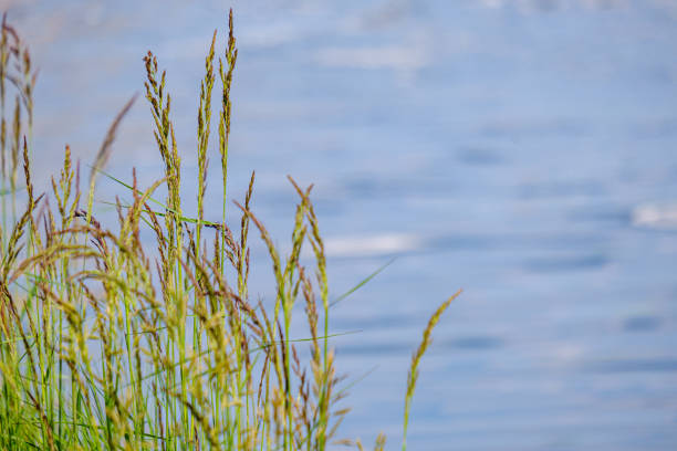 istock green meadow pasture grass details by the river 1155860337