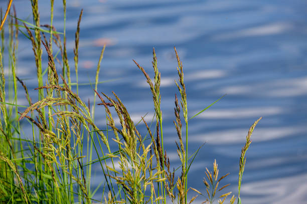 istock green meadow pasture grass details by the river 1155860340