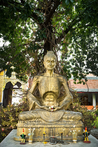 Buddha statue meditation under cannonball tree in the temple background. Thin Buddha sculpture sit and starve under the tree background