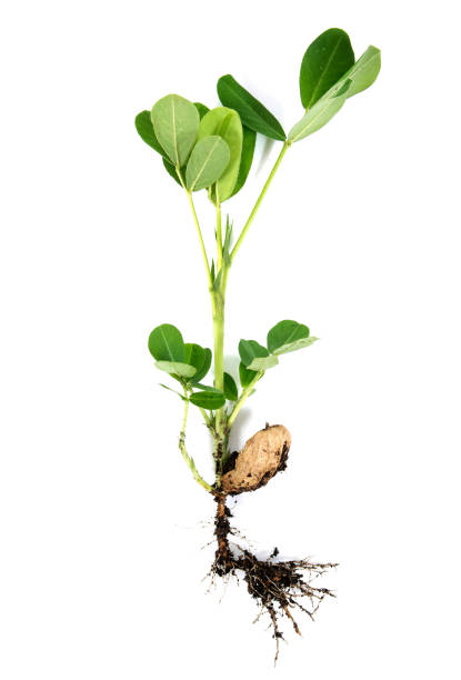 Peanut or groundnut with root and green leaves isolated on white background. Peanut tree plant with leaf seed and root isolated Peanut or groundnut with root and green leaves isolated on white background. Peanut tree plant with leaf seed and root isolated peanut crop stock pictures, royalty-free photos & images