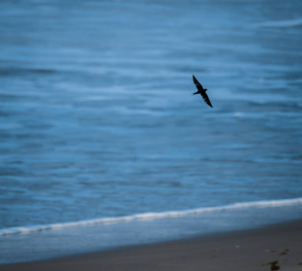 Swift bird, gliding by the beach Nature shot of one of the world's fastest birds shutterstock images for free stock pictures, royalty-free photos & images