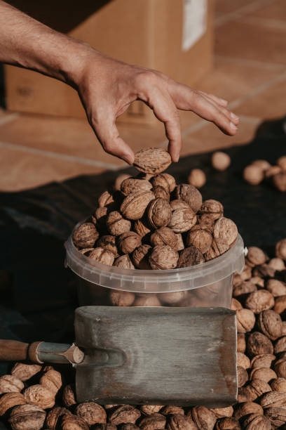 istock Hand puts walnuts in plastic bucket 1155864000