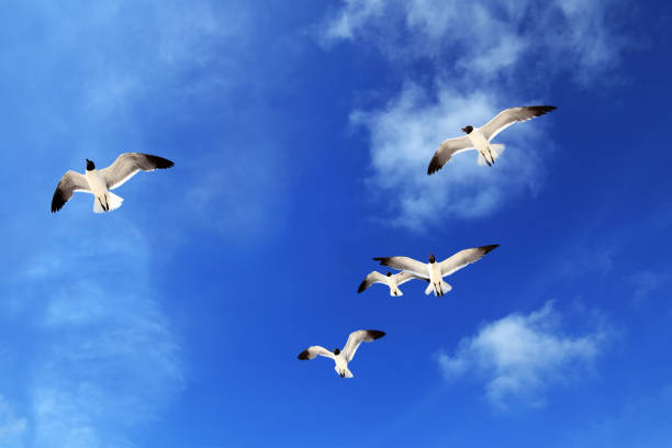 istock flock of seagulls flying over blue sky 1155864204