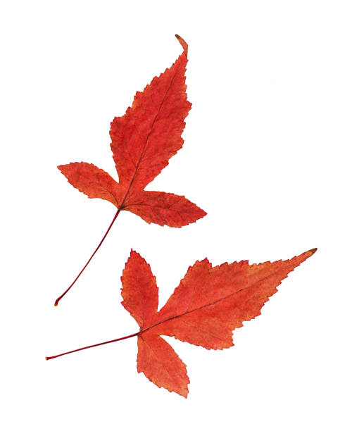 istock Set of red autumn maple leaves 1155866785