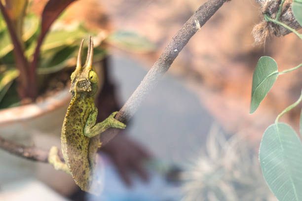 Green lizard stately sitting on a tree branch in a terrarium