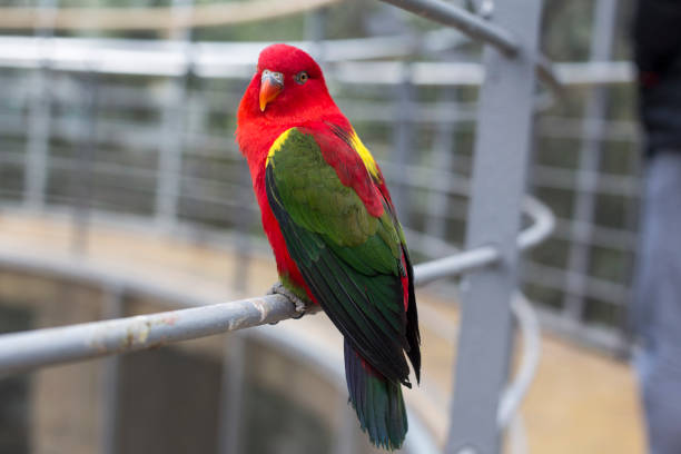 istock Colorful parrot sitting on a wooden rope 1155868683