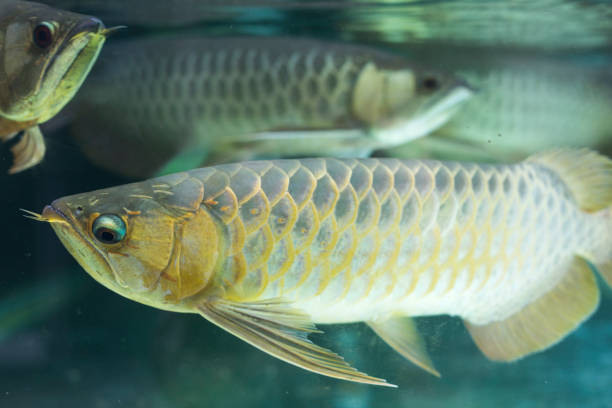 istock Silver arowana fish swimming in tank aquarium 1155868765