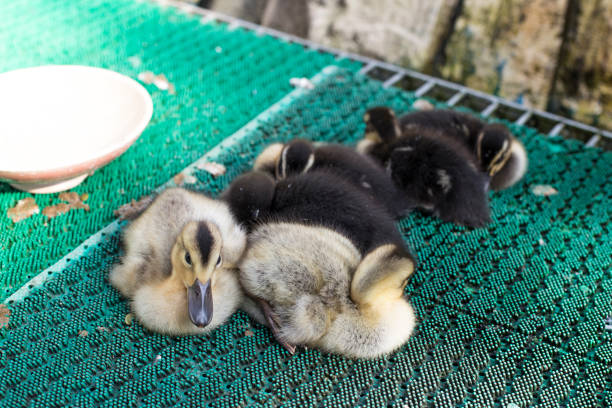 Ducklings outdoor on the green grass