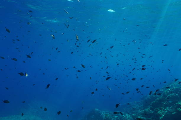 istock Shoal of fish underwater Mediterranean damselfish 1155868833