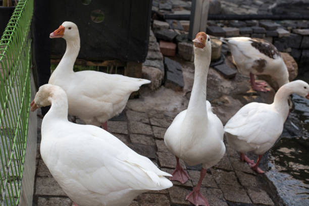 istock Beautiful White goose in a lake 1155868845