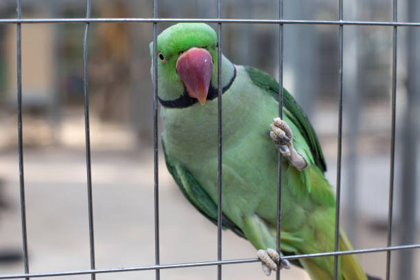 istock Lovely green parrot climbing the inside of a cage. 1155868849