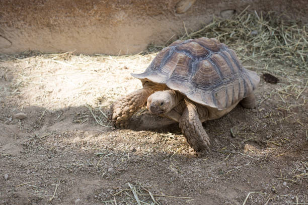 istock giant turtle in the zoo park 1155868888