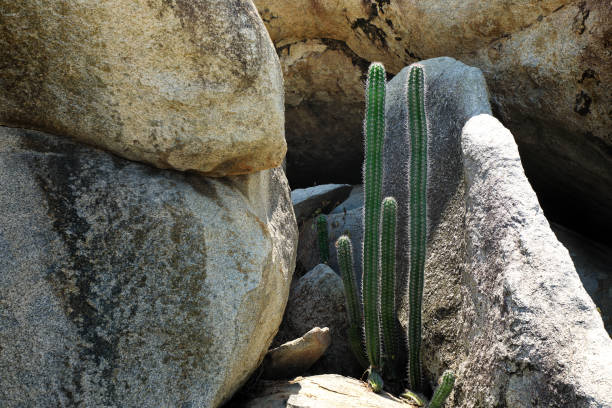 tall green cactus flowers in rocky landscape in Aruba island