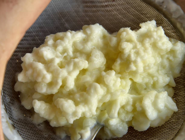 istock Close-up image of Kefir granules 1155869429
