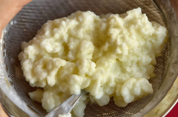 istock Close-up image of Kefir granules 1155869431