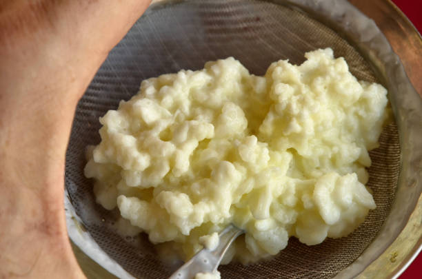 istock Close-up image of Kefir granules 1155869433