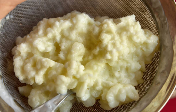 Close-up image of Kefir granules