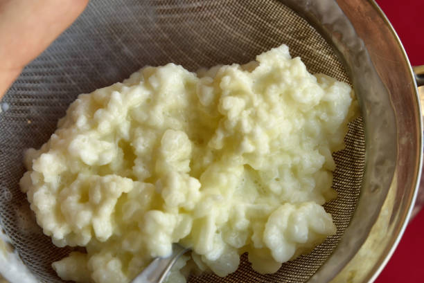 istock Close-up image of Kefir granules 1155869441