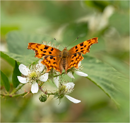 The Comma is a fascinating butterfly. The scalloped edges and cryptic colouring of the wings conceal hibernating adults amongst dead leaves, while the larvae, flecked with brown and white markings, bear close resemblance to bird droppings.\n\nThe species has a flexible life cycle, which allows it to capitalize on favourable weather conditions. However, the most remarkable feature of the Comma has been its severe decline in the twentieth century and subsequent comeback. It is now widespread in southern Britain and its range is expanding northwards