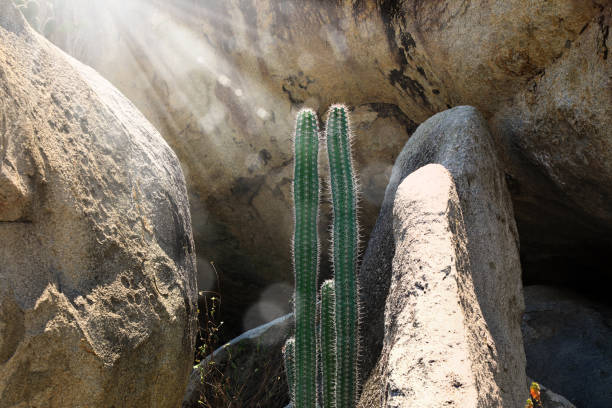 tall green cactus flowers in rocky landscape in Aruba island