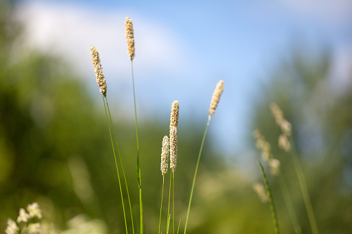 Yellow foxtail grass or Setaria glauca spikes on blue sky, green field and trees blurred background close up, wild weed ear grass macro, summer sunny day natural landscape, spring season nature meadow
