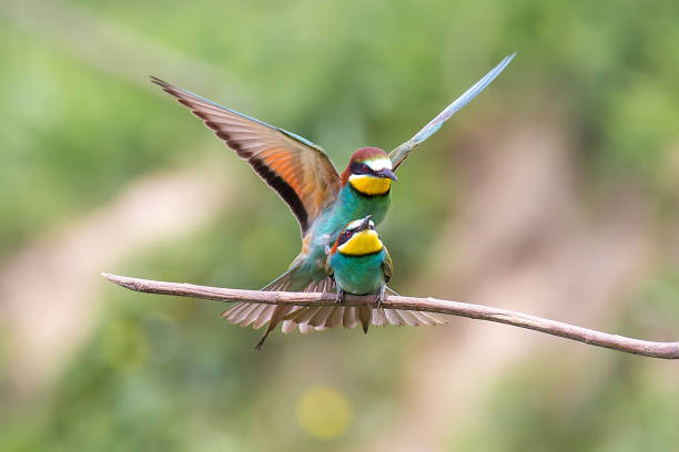 istock European Bee-eater (Merops apiaster) mating on branch 1155870922