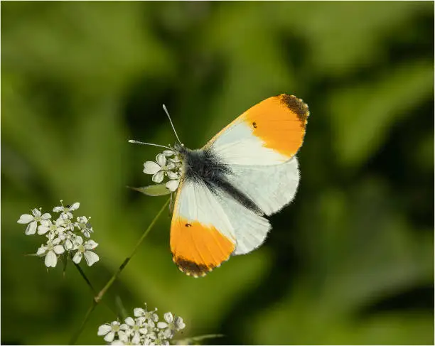 Common and widespread, this medium sized butterfly can be found in gardens and hedgerows.
The males are unmistakeable; white butterflies with bright orange wing tips. The females are white with black wing tips. Both have mottled green underwings.