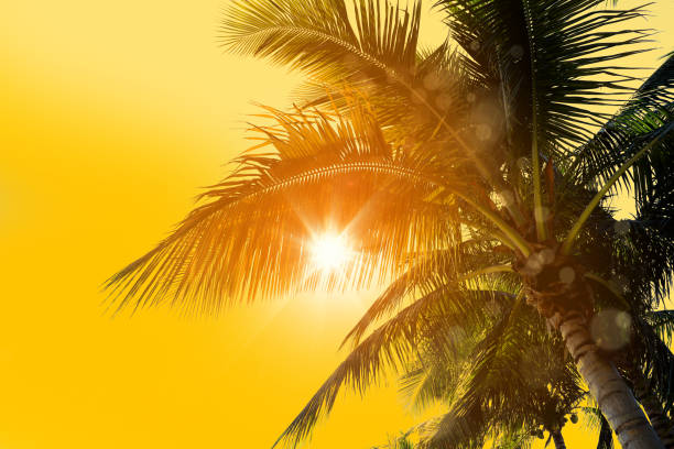 istock palm tree leaves over sunny sky with sunbeam 1155873665
