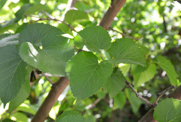 istock green mulberry  leaves 1155873815