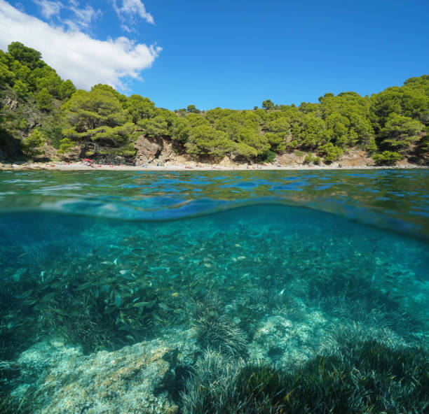 istock Spain cove on the Costa Brava and fish underwater 1155875036