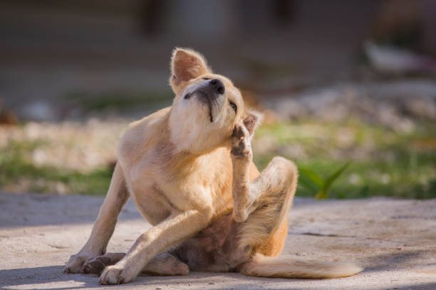 brown dog scratching itself self hygiene in wildlife of an abandoned bummer tick animal stock pictures, royalty-free photos & images