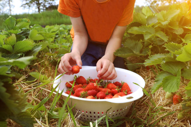 istock Boy picks strawberries in the field 1155876697