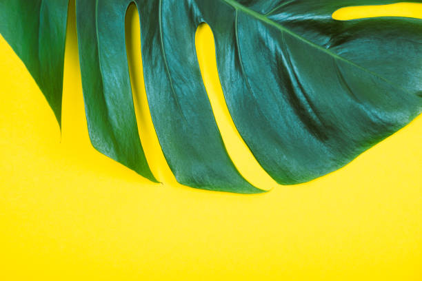 istock Tropical exotic plant green monstera leaf on yellow background. 1155876723
