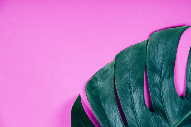 istock Tropical exotic plant green monstera leaf on pink pastel background. 1155876727