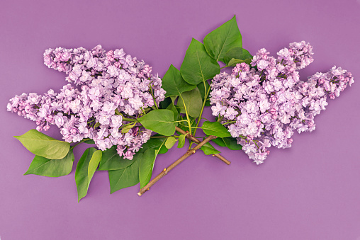 Double light purple Alice Christenson Syringa/ lilac bunches on a purple background

Lilac flower meaning:
- In Victorian times, giving a lilac meant that that the giver is trying to remind the receiver of a first love.
- Express that the giver has confidence for the receiver. 
- It symbolizes purity, innocence, the first love,  happiness, tranquility and strong friendship.