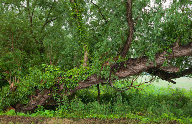 el árbol caído después de las fuertes lluvias y los vientos tormentosos en verano, beverley, yorkshire, reino unido. - fog wet rain tree fotografías e imágenes de stock