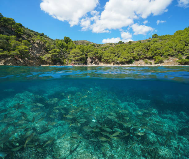 istock Spain Mediterranean Costa Brava fish underwater 1155881113
