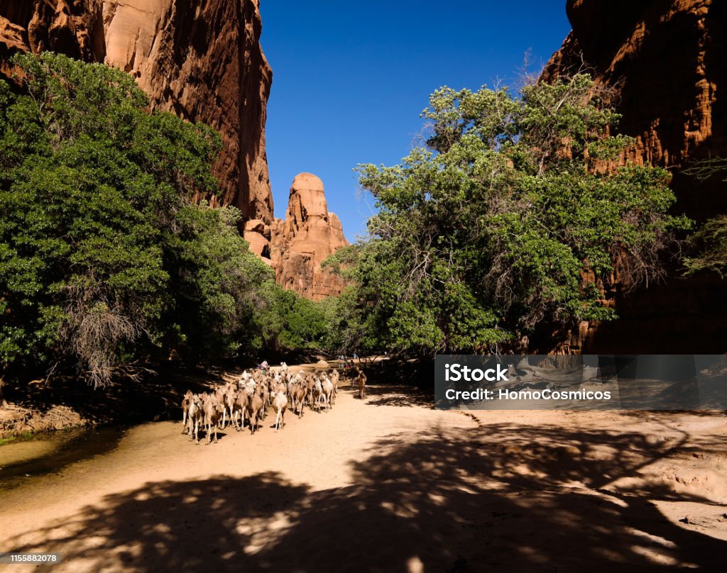Portrait of drinking camels in canyon aka guelta Bashikele ,East Ennedi, Chad Portrait of drinking camels in canyon aka guelta Bashikele in East Ennedi, Chad Ennedi Massif Stock Photo