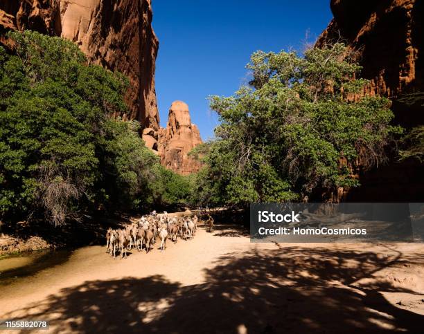 Portrait Of Drinking Camels In Canyon Aka Guelta Bashikele East Ennedi Chad Stock Photo - Download Image Now