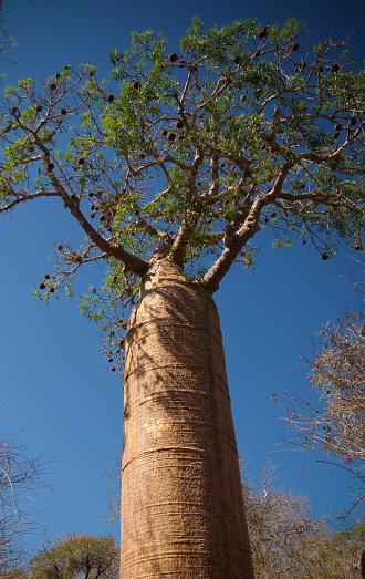 Landscape with Adansonia rubrostipa aka fony baobab tree, Reniala reserve park, Toliara, Madagascar