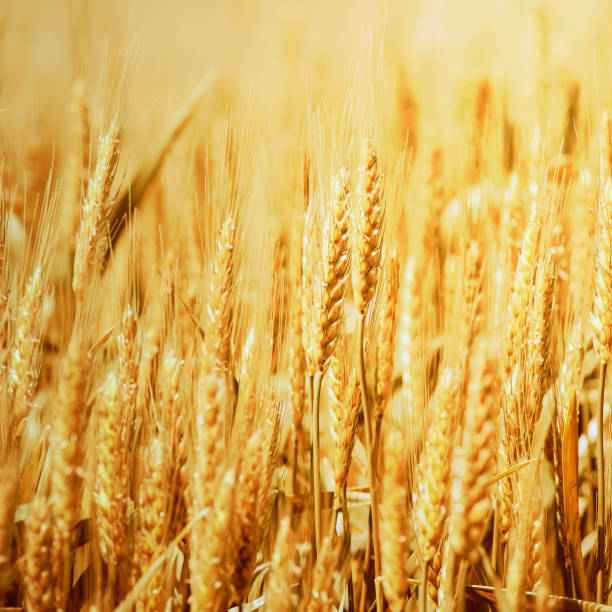 istock Golden wheat field and sunny day 1155886183