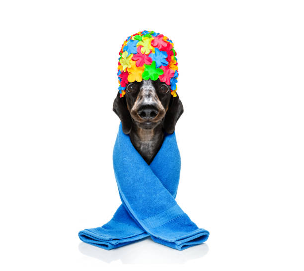 istock dog with a beauty mask 1155886251