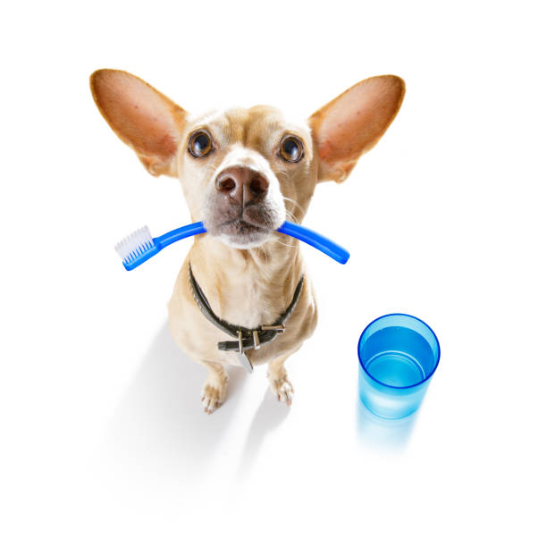 istock dental toothbrush dog 1155886352