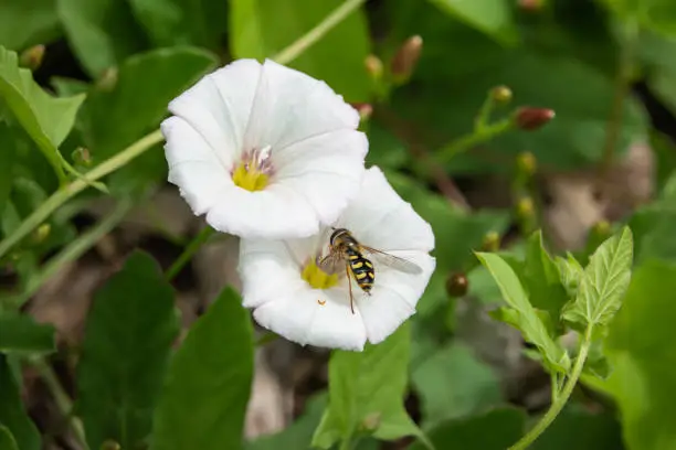 Hoverfly (Eupeodes sp.) on field bindweed (Convolvulus arvensis) flowers in springtime.