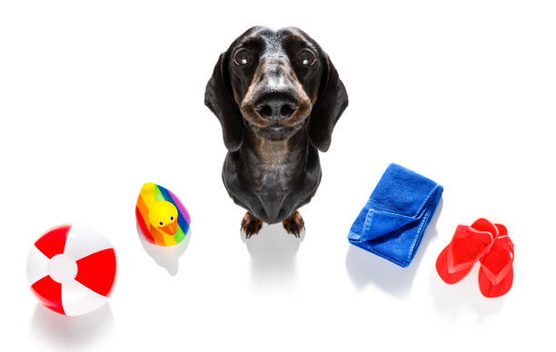 istock summer vacation holiday dog 1155886417