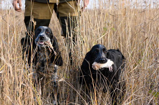 The Caucasian hunter and two hunting dogs with bird are in a grass. The spaniel is holding the caught quail (Coturnix coturnix) in  their mouth in rural.