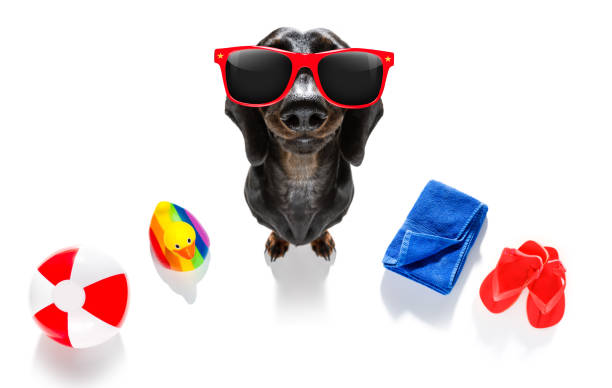 istock summer vacation holiday dog 1155886423