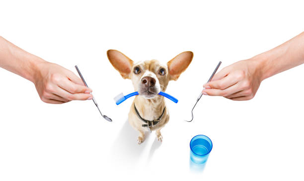 istock dental toothbrush dog 1155886425