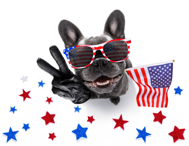 istock independence day 4th of july dog 1155886441