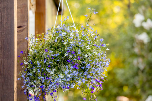 Lobelia erinus flower (edging lobelia, garden lobelia or trailing lobelia) hanging on iron wall hanging flower plant pot bracket outdoors in garden in beautiful sunny summer evening. flor de lobelia erinus (bordeando lobelia, lobelia de jardín o lobelia final) colgando en la pared de hierro colgando en la pared de hierro colgando de la pared de hierro colgando de la pared de hierro colgando de la pared de hierro colgando en la pared d